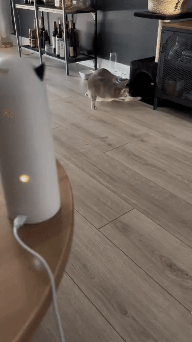 Pawbury's Cat Laser Toy - Makkelijk en gaaf vermaak voor uw kat